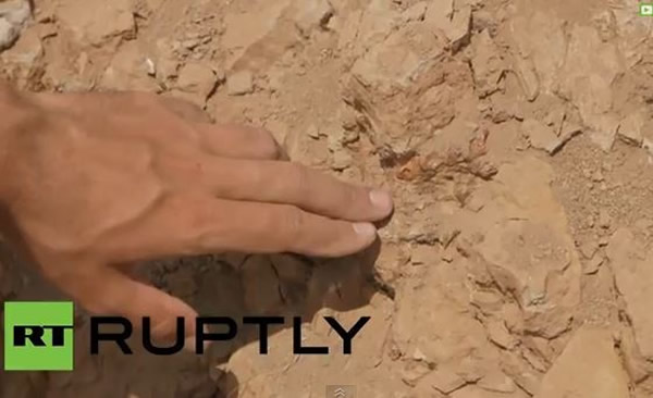 俄罗斯西伯利亚挖出2具完整的具有鬃毛状物的鹦鹉嘴龙化石