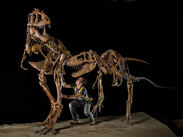 犹他州自然史博物馆里,杰佛瑞.李奥纳德为一只成年及一只幼年的怪猎龙(Teratophoneus)撢去身上的灰尘。它们和体型稍大的亲戚霸王龙(Tyrannosau