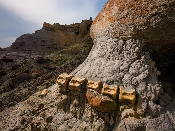 一只鸭嘴龙尾部长半公尺的片段因为风雨侵蚀而露出岩层(上),至今仍嵌在凯佩罗维兹组地层的砂岩中。鸭嘴龙在这片沉积岩层太常见了,因此「这一片我们连采集都省了,」乔.
