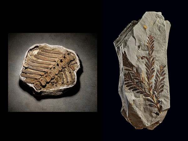 PHOTOGRAPHS BY CORY RICHARDS. NATURAL HISTORY MUSEUM OF UTAH (LEFT); DENVER MUSE