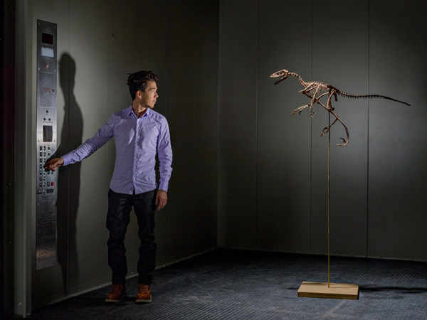犹他州自然史博物馆内,一只驰龙科的肉食性恐龙和展场设计师提姆.李一起搭乘载货电梯。这种恐龙是伶盗龙的表亲,身上可能有羽毛——而且绝对有不留情的爪子。 PHOTO