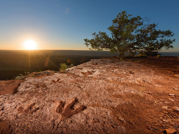 这些最长达43公分的兽脚类恐龙足迹穿过了卡纳布附近的山岬「旗点」。它们是1亿年前拉腊米迪亚古陆尚未成为岛屿时的遗迹,也是恐龙曾经在美国西部长期称霸的证据。 PH