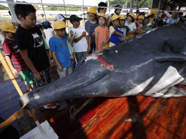 日本捕鲸团体邀请小学生参观鲸鱼解剖过程