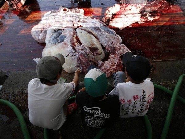 日本捕鲸团体邀请小学生参观鲸鱼解剖过程