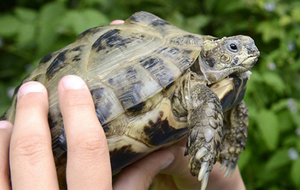 走失一年的小乌龟安迪能存活下来非常幸运。