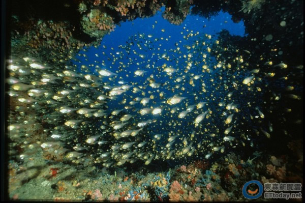 台湾珊瑚礁鱼类的多样性及数量在过去30年间锐减