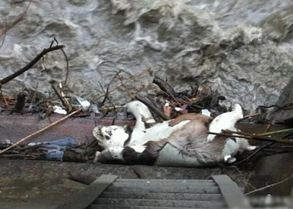 �Ĵ�������Ȼ������ɽ����к Ұ������è�������