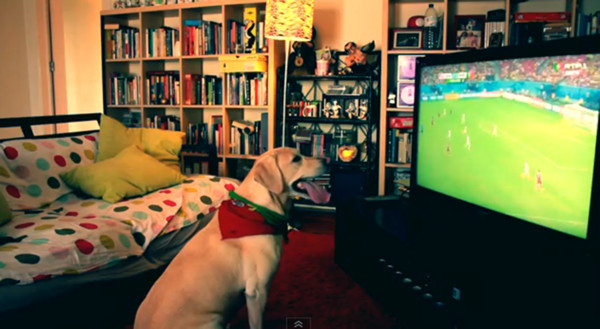 巴西世界杯:葡萄牙进球 忠实拥趸拉布拉多兴奋站起摇尾巴