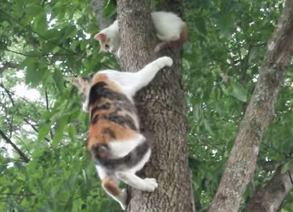 小猫咪因害怕往更高的地方爬,猫妈妈救援无果,只好慢慢地爬下树。