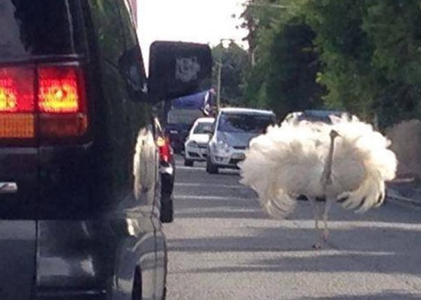 ����ͻȻ��·���ĳ��֣�һ����ɽ�ͨ���ҡ�