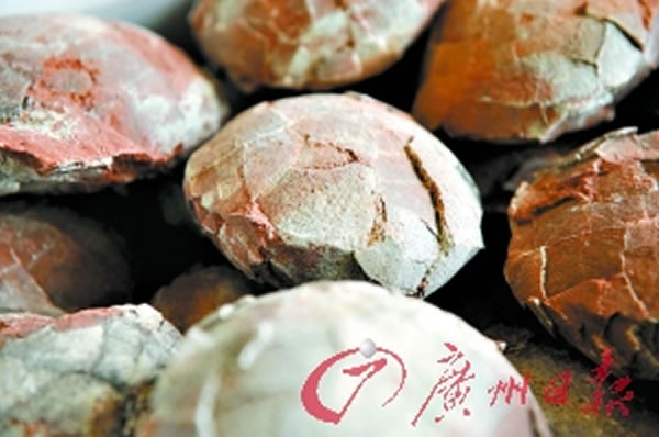 三水发现的恐龙蛋化石