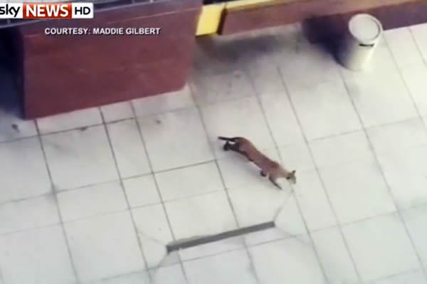 һֻҰ������ʨ�����������������κ���һ���̳��ſ�