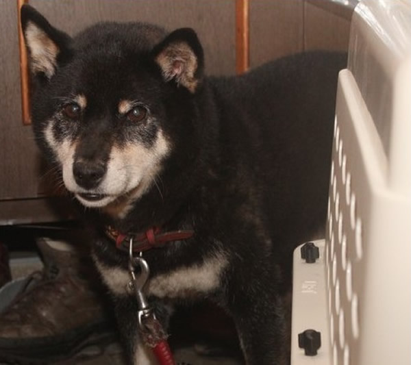 �ձ�������һֻ��Ȯ������˺��ܻ���