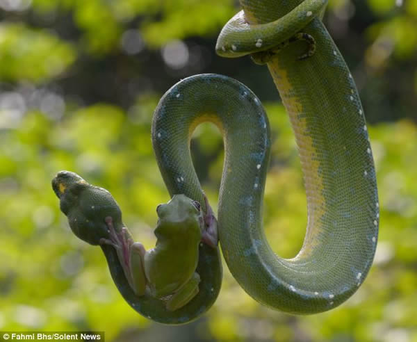 印尼雅加达动物园一只绿树蛙爬在一条蟒蛇身上荡秋千