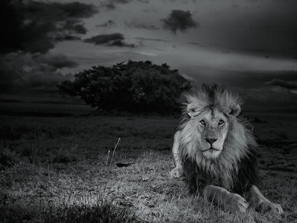 ʨ�ӻ�ɱʨ�ӡ�Ϊ�˺����������棬��ʨCС��ÿ�գ���ÿҹ�������������Σ�ա� Photograph by Michael Nichols