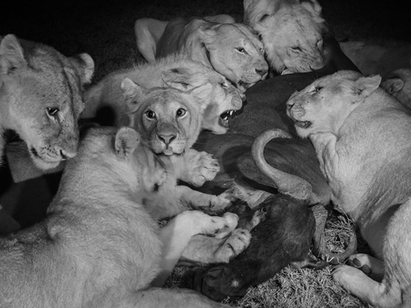 ����ʨȺ�нϴ����ʨ��һֻ����ĸʨ�����壩���ţ�硣û�������İ�ҹʱ������ѵ�����ʱ������Ϊ����ʱ��è�ƶ�������ǵ����￴�ø��������Щ�ڰ���Ƭ�Ժ��������㣬��