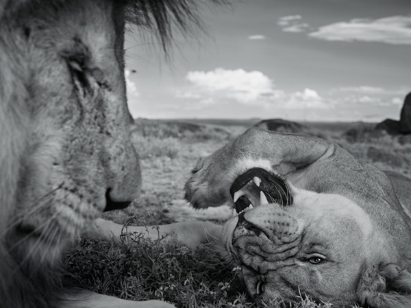 CС�Ӻ�һֻ����ĸʨ�ڽ���յ�������Ϣ��ĸʨ�ڷ����ڻᱻ��һ��ʨ���¶�ռ�ü��졣��ɫ��ʨ�״�����ǿ�彡�����ĸʨƫ����CС������ӵ����ɫ��ë�Ĺ�ʨ�� Photo