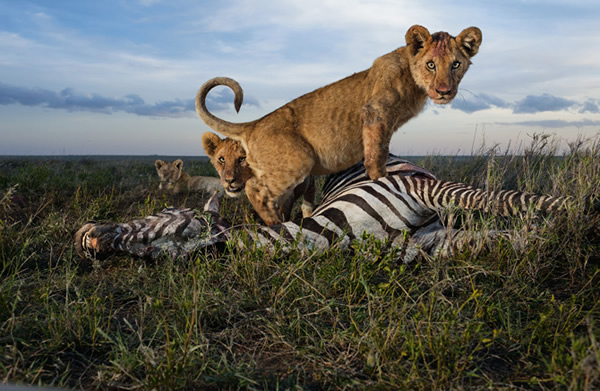 ������ʨȺ����ʨ��Ȼ�������ܹ����Ե���ͣ�ȴ�Ѿ�����Ҫ���⡣����ĸʨ�������ԣ���ʱ��ʨҲ����롣�꼾ʱ��������ţ��������ƫ�õ���� Photograph b