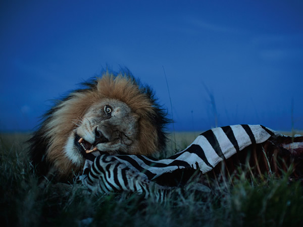 ��ʨ������ʹ�Լ�����Ȩ�����ȵ�ĸʨ����ʨ��CС�ӵĵͺ𾯸���˵�һ�Եȴ�����������������ƥ����������ͻ��ֵ����ǡ� Photograph by Michael