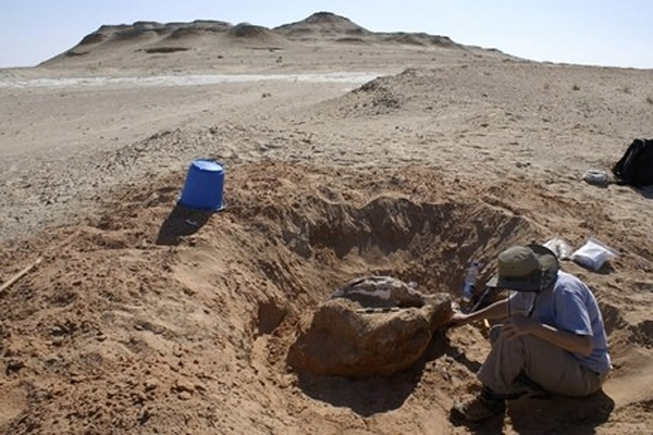 化石发现提示称为长尾猴的旧大陆猴出现的时间比此前认为的早350万年