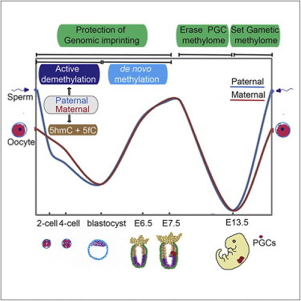 哺乳动物中,DNA甲基化在早期胚胎发育和原始生殖细胞形成过程中的重编程和遗传规律