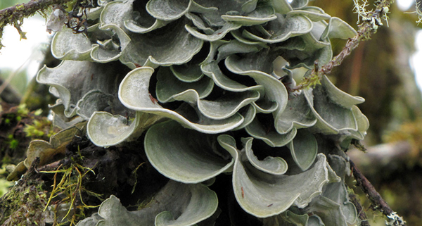 �γɵ��µ�������ܴ���������δ�����ֵ�����