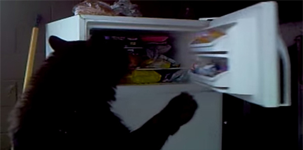 加拿大一只黑熊入室打开冰箱偷东西吃