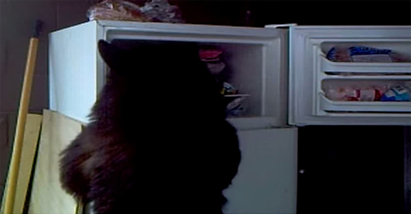 加拿大一只黑熊入室打开冰箱偷东西吃