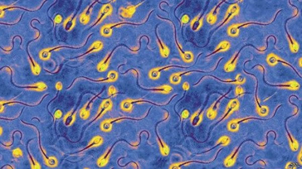 研究称,年纪较大的男性精子与年轻男性精子的怀孕成功率相同。