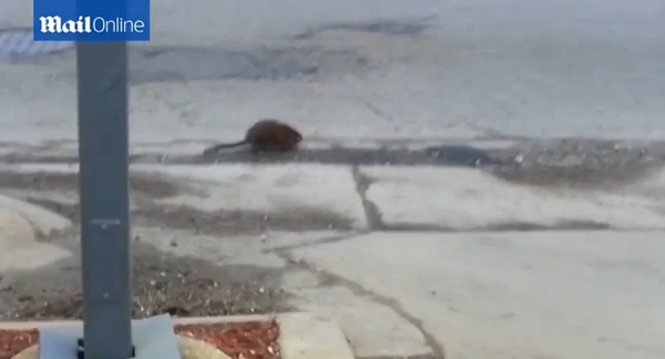 Ӣ�����س��־��ͳ�������