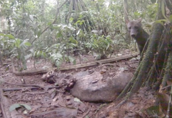 ����ѷɭ�������ҵ��Ķ��С��Ȯ����������³���ĵ�