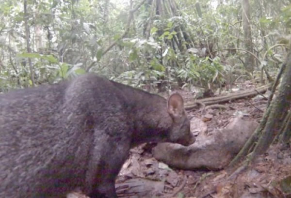 ����ѷɭ�������ҵ��Ķ��С��Ȯ����������³���ĵ�