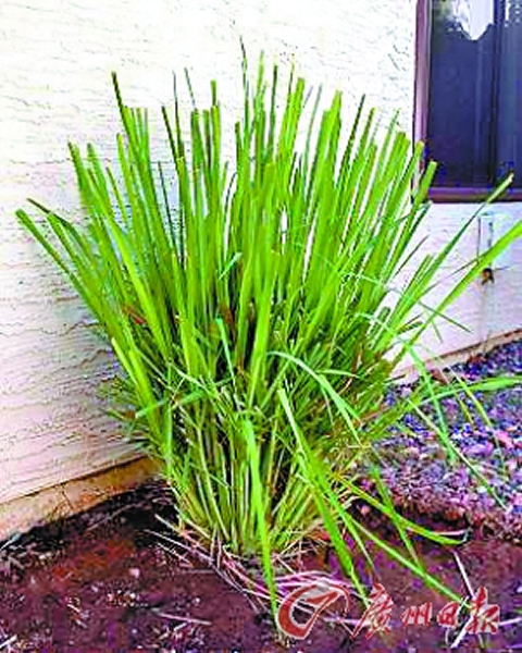 ӡˢī�ں���é�� ���߾���30��