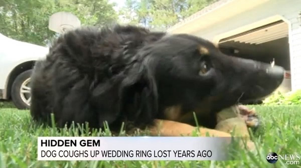 美国夫妇丢失结婚周年钻戒 6年后家中宠物大狗吐出