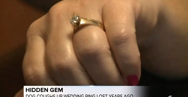 美国夫妇丢失结婚周年钻戒 6年后家中宠物大狗吐出