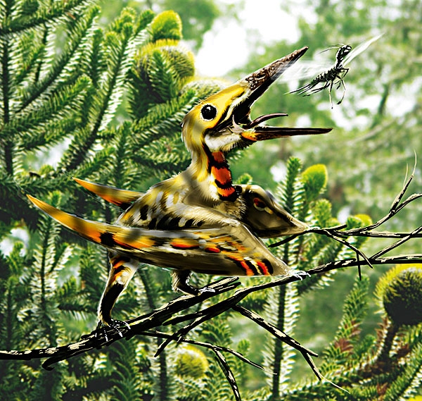 ɭNemicolopterus crypticus