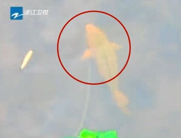 浙江省武义县一条小溪出现罕见场景:大锦鲤吃花蛇