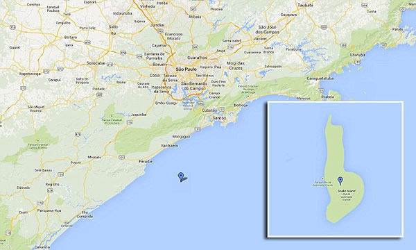 巴西最致命“蛇岛”大凯马达岛藏大量世界上最致命的毒蛇“金矛头蝮”