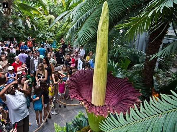 法国南特市植物园盛开巨型魔芋