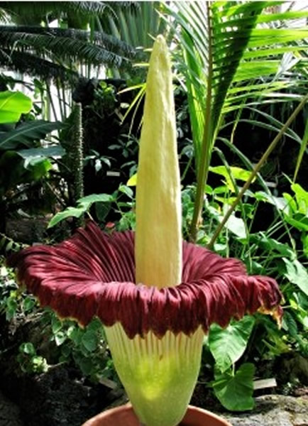 法国南特市植物园盛开巨型魔芋