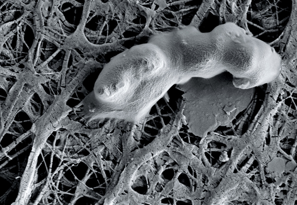 2013�����ϼ��������800�����������˹���ɼ�����΢�����ʾ��������������˵Ļ����д� TRISTA VICK-MAJORS AND PAMELA