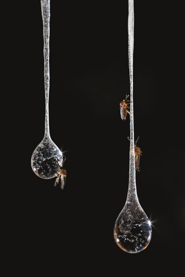 ��ī����Ĺ������ڣ�����ѧ���ǳ�Ϊ�����项������΢���������Ĥ�������Ķ����ϵ��䡣��Щ΢���￿����ά�����������ڶ�Ѩ�ڵ����������Ϊʳ��