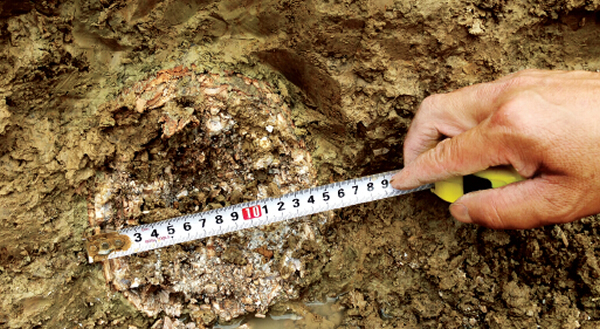 埋在土里的淮河古象象牙化石