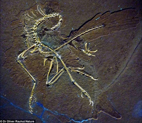 始祖鸟腿部羽毛的独特作用——减震