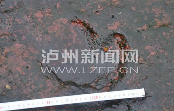 四川泸州发现疑似恐龙脚印化石群