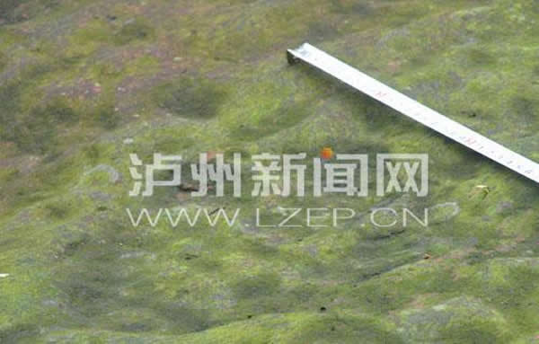 四川泸州发现疑似恐龙脚印化石群