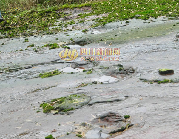 四川泸州发现疑似恐龙脚印化石群