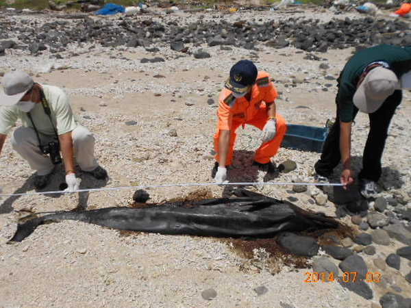 台湾澎湖西乡白坑海岸边搁浅海豚被太阳曝晒只剩干皮