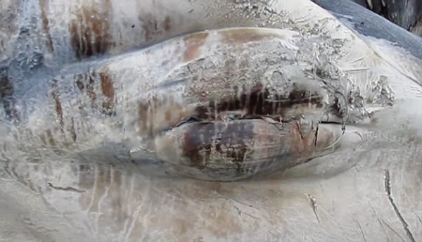 ������������������һͷ�ش�100�ֵ�����ʬ��