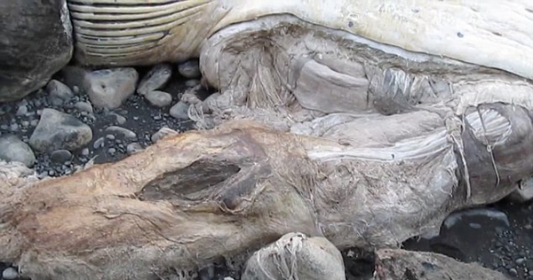 ������������������һͷ�ش�100�ֵ�����ʬ��